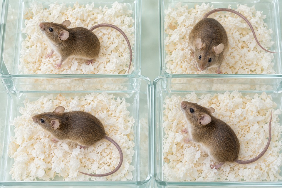 Quatre souris brunes dans des compartiments transparents vus de dessus, illustration photographique de synthèse.